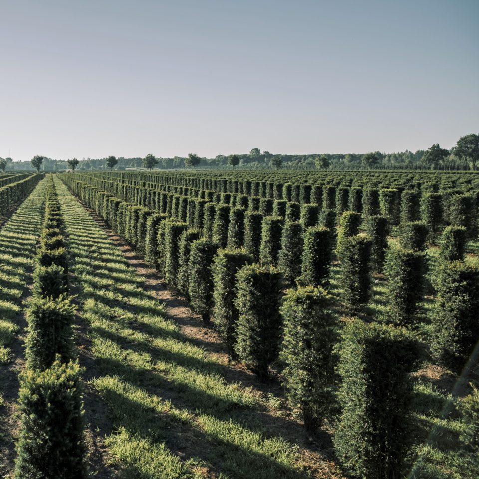 Een veld met rijen Smits Hedging® taxus baccata haagplanten