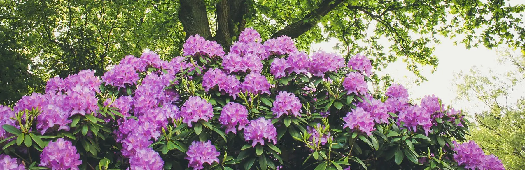 Disco zondag statisch Rhododendrons in veel kleuren en maten – Smits Boomkwekerij