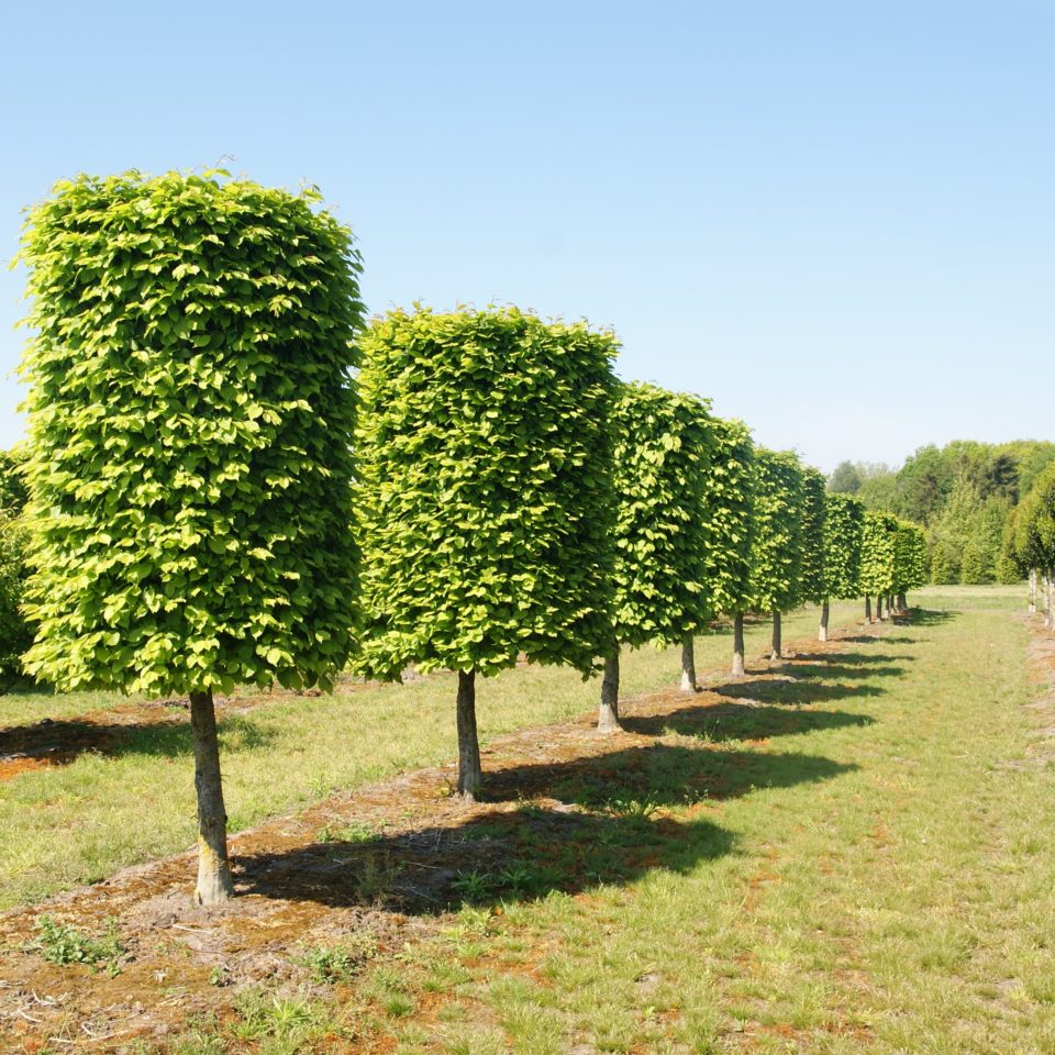 Carpinus cylindervormige bomen