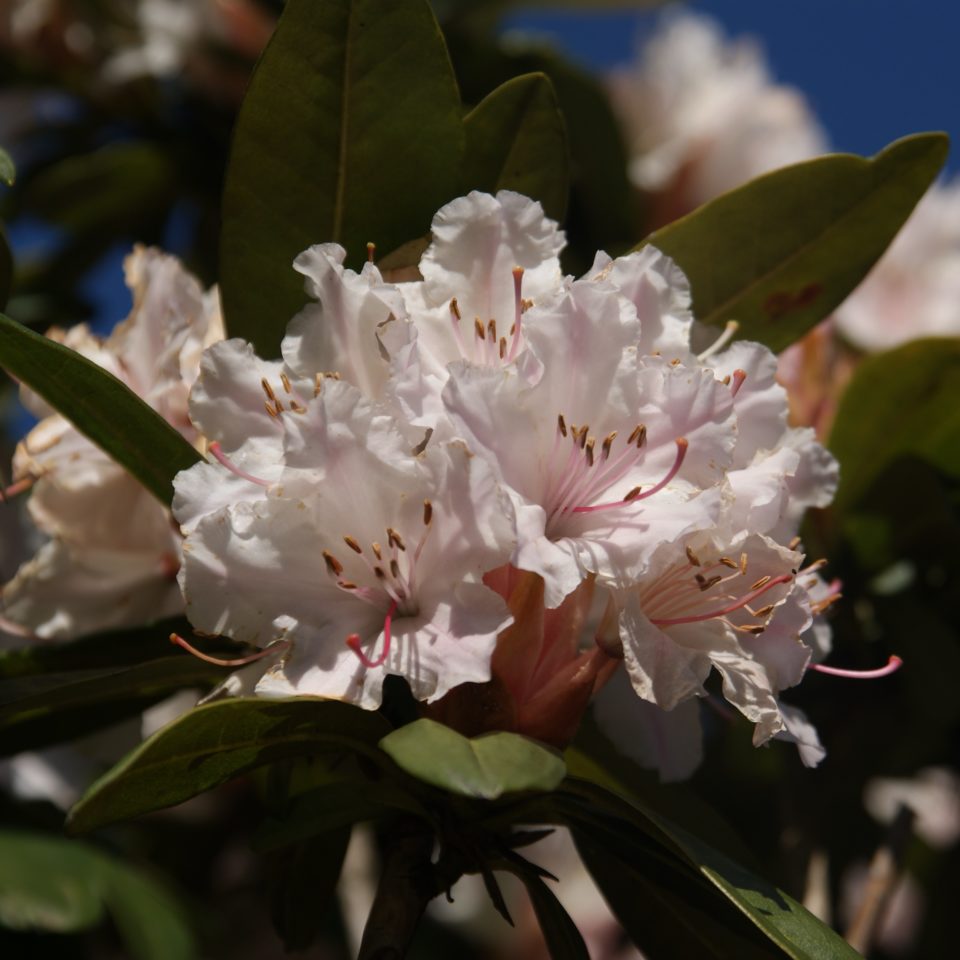 Closeup roze-witte rhododendron bloemen