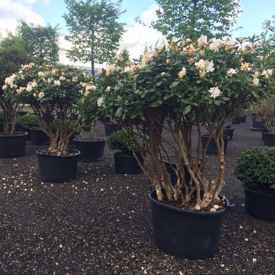 Witte meerstammige rhododendrons in pot