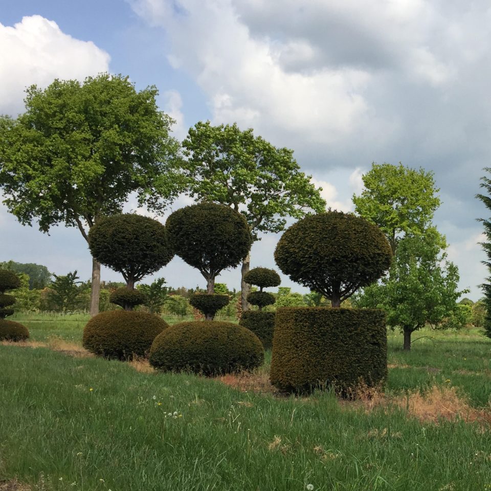 Topiary taxus baccata - gelaagd